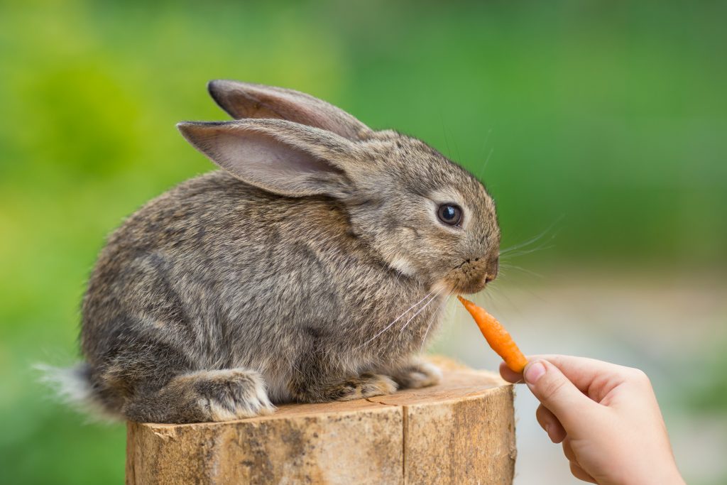 Rabbit being fed small carrot.