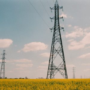 Electricity pylons in a field of yellow flowers
