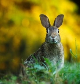 Hare sitting in grass.