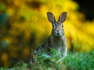 Hare sitting in grass.