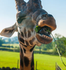 Close up of giraffe eating.