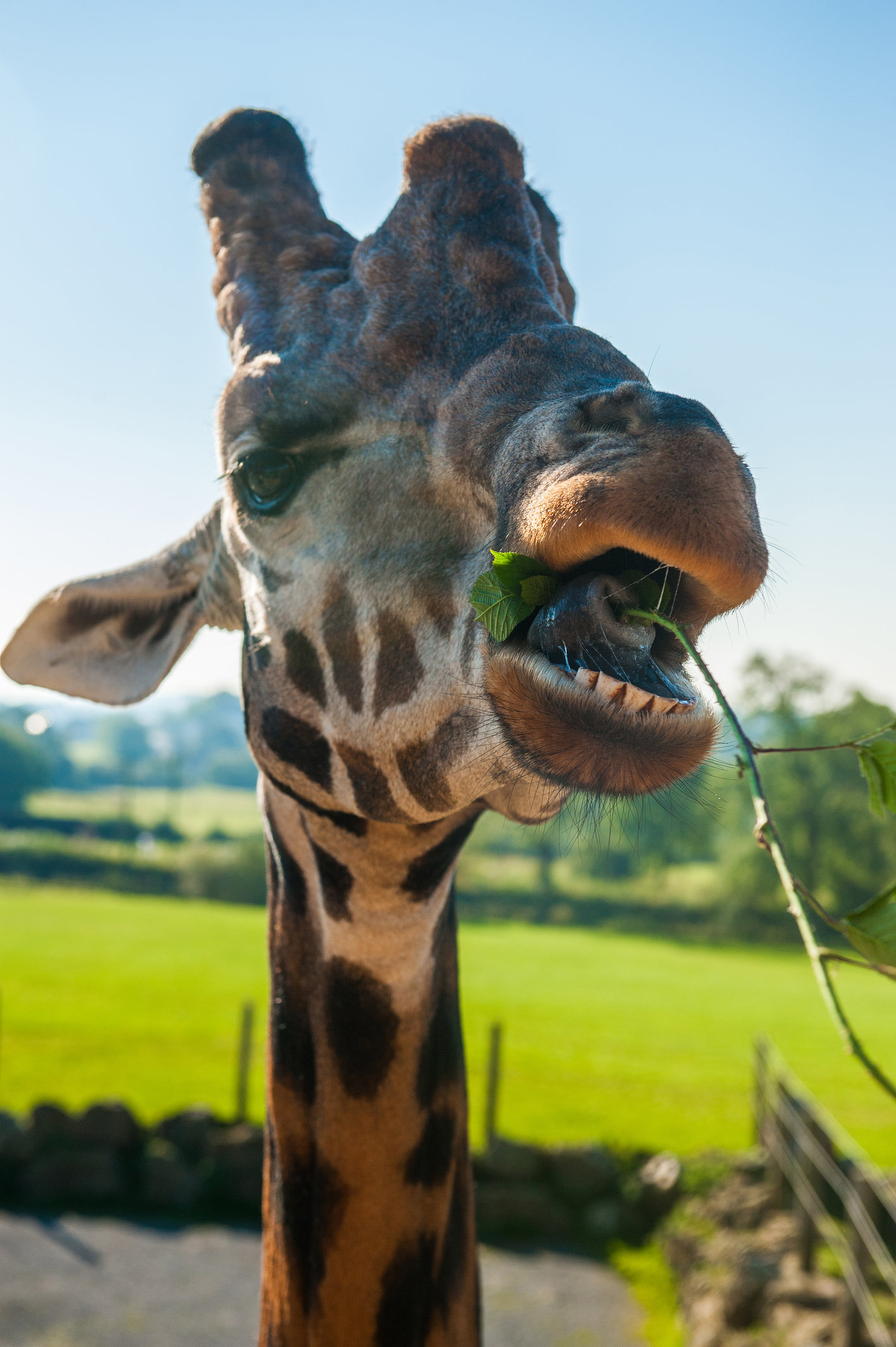 Close up of giraffe eating.