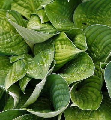 plant-4264952_640