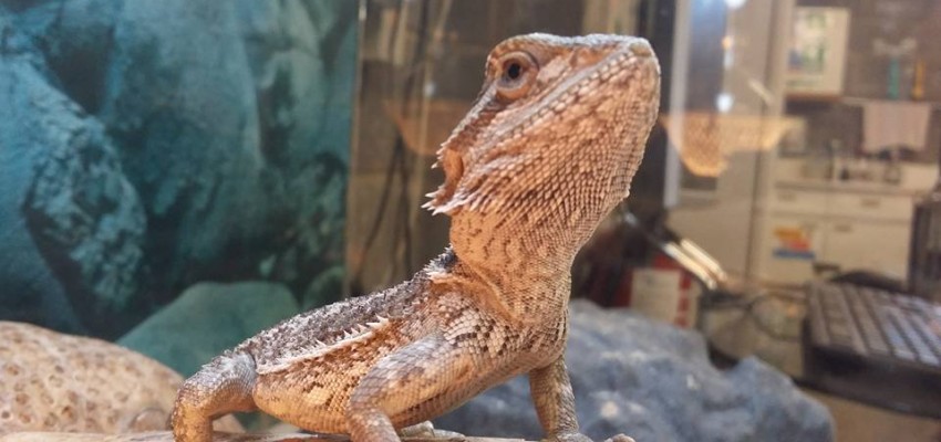 Animal Management Pembrokeshire College