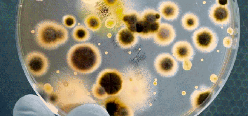 A Level Biology A Salters Nuffield Learnonline