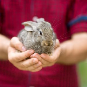 Rabbit being held in hands.