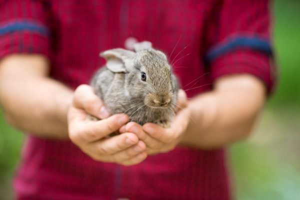 Animal Care Course Rabbit being held in hands.