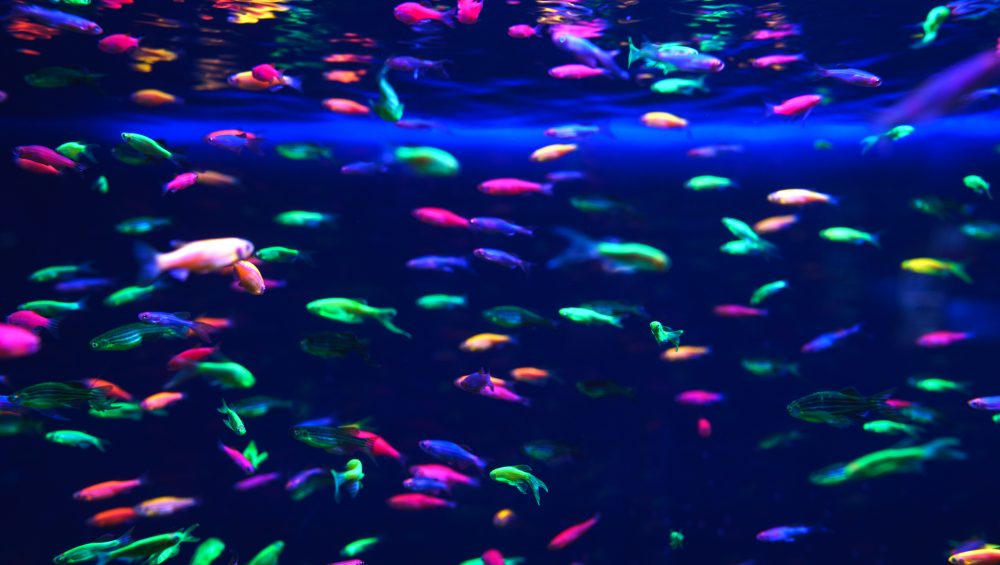 Bright coloured neon fish in tank.