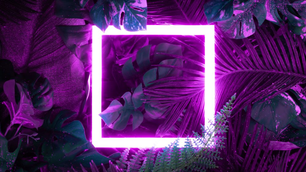 Purple neon square on plant background.