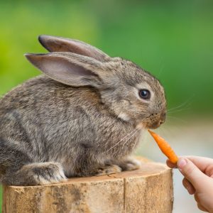 Rabbit being fed small carrot.