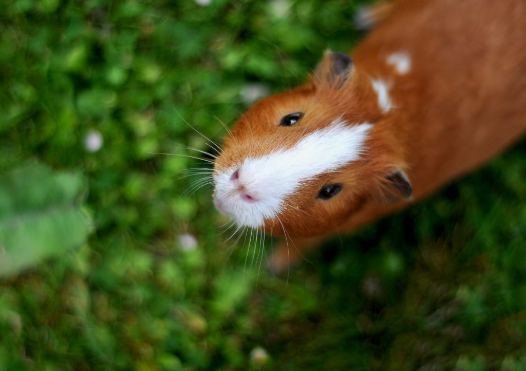Guinea pig looking up.