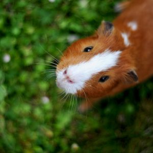 Guinea pig looking up.