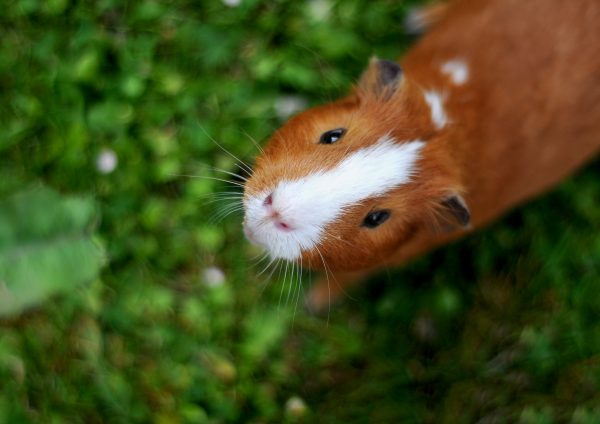 Guinea pig looking up.