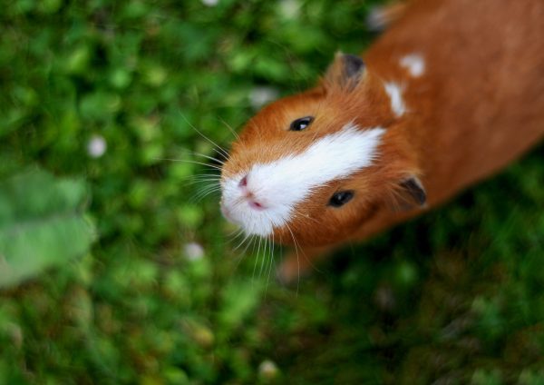 Land-based Animal Course