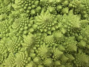 Close up of a Romanesco broccoli as an example of the Fibonacci sequence.