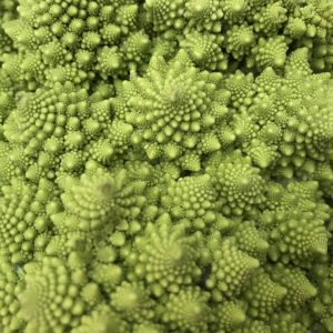 Close up of a Romanesco broccoli as an example of the Fibonacci sequence.