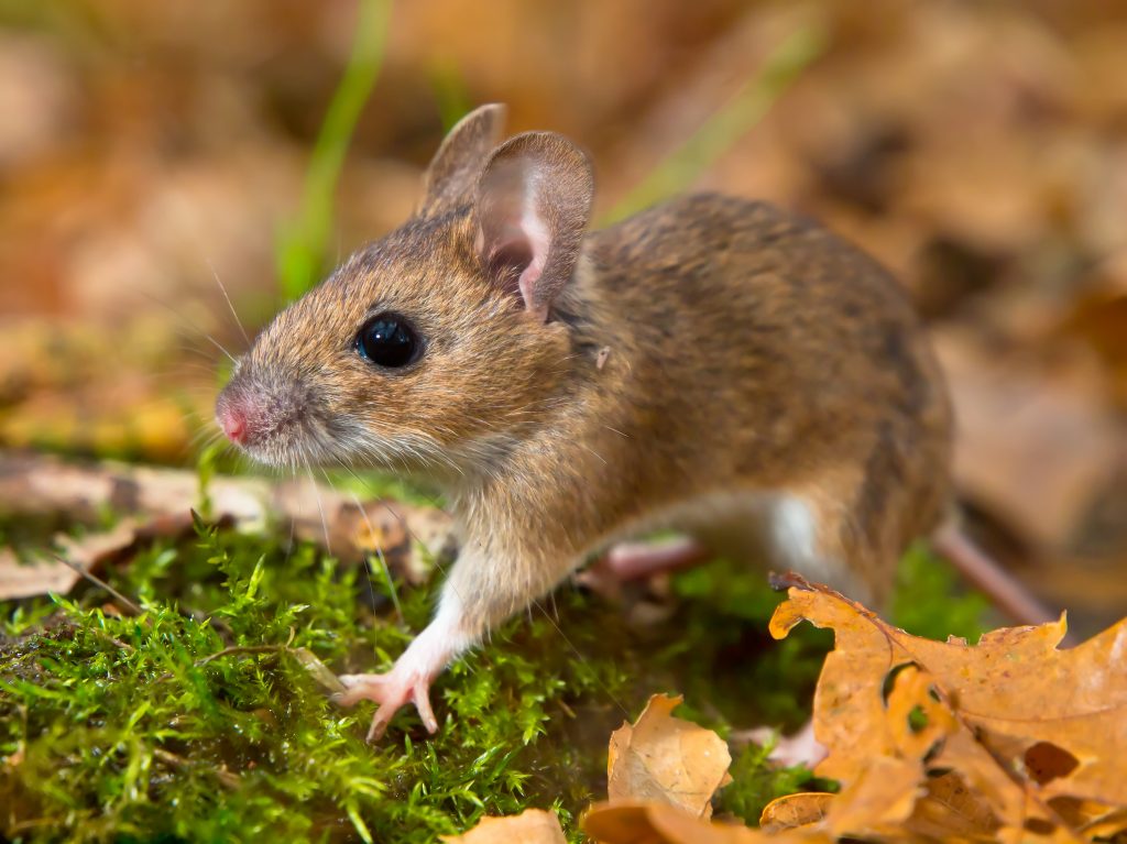 Land-based animal