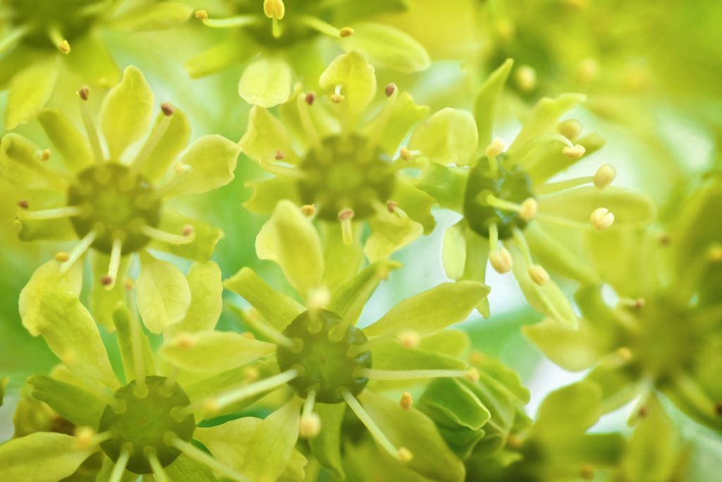 Close up of plants.