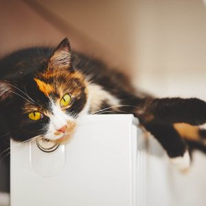Cat laying on radiator
