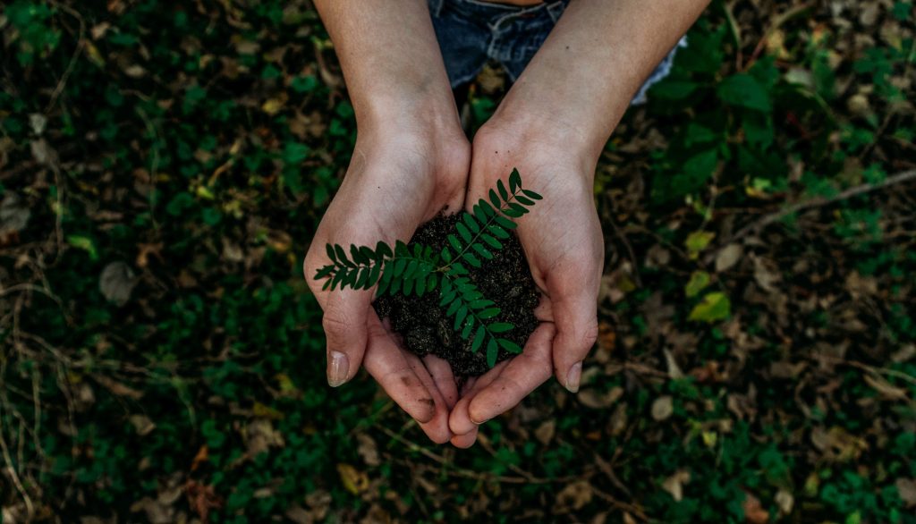 hands cupping a plant