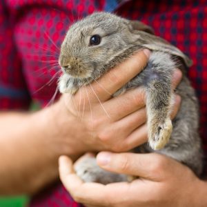 Rabbit being held in hands.