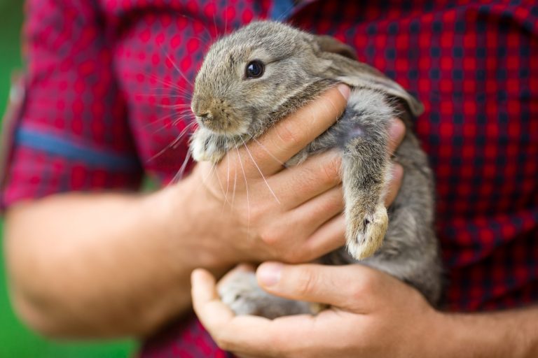 Rabbit being held in hands.