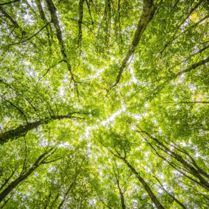 Looking up at branches and leaves of trees