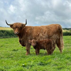 A Mother and Baby Highland cow in a field