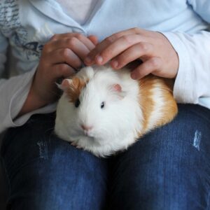 mochyn cwta ar lin rhywun