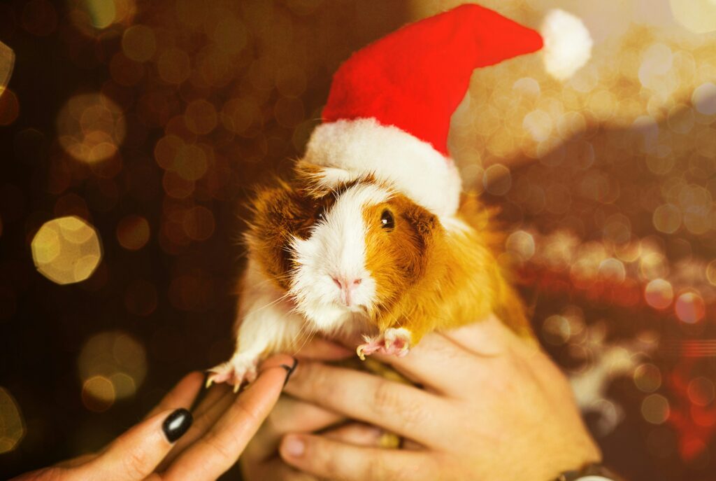 guinea pig with Christmas pig