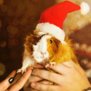 guinea pig with Christmas pig
