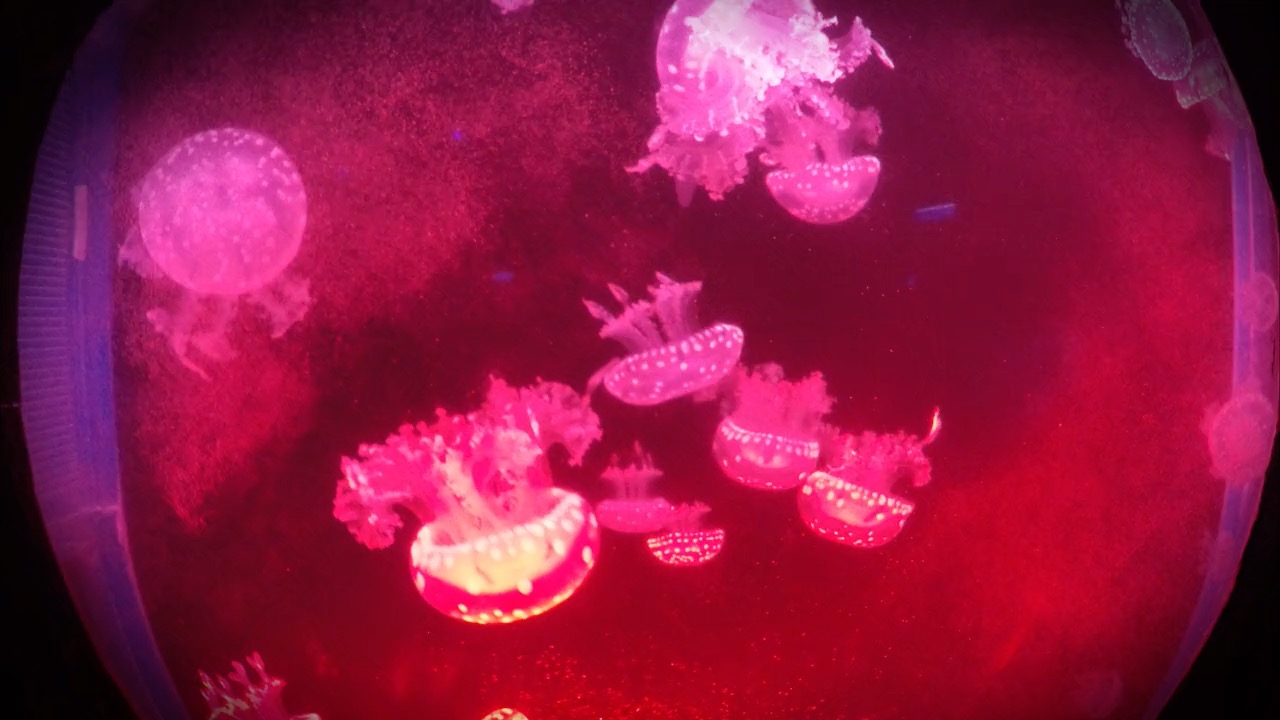 Jelly fish against a pink background.